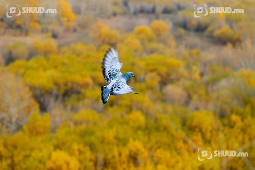 Улаанбаатарт 18 хэм дулаан байна